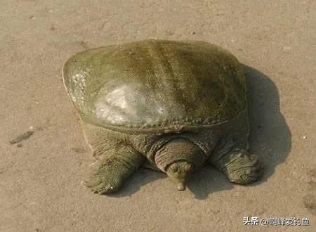 佛罗里达鳖会泛滥成灾吗,佛罗里达鳖在我国多省出现