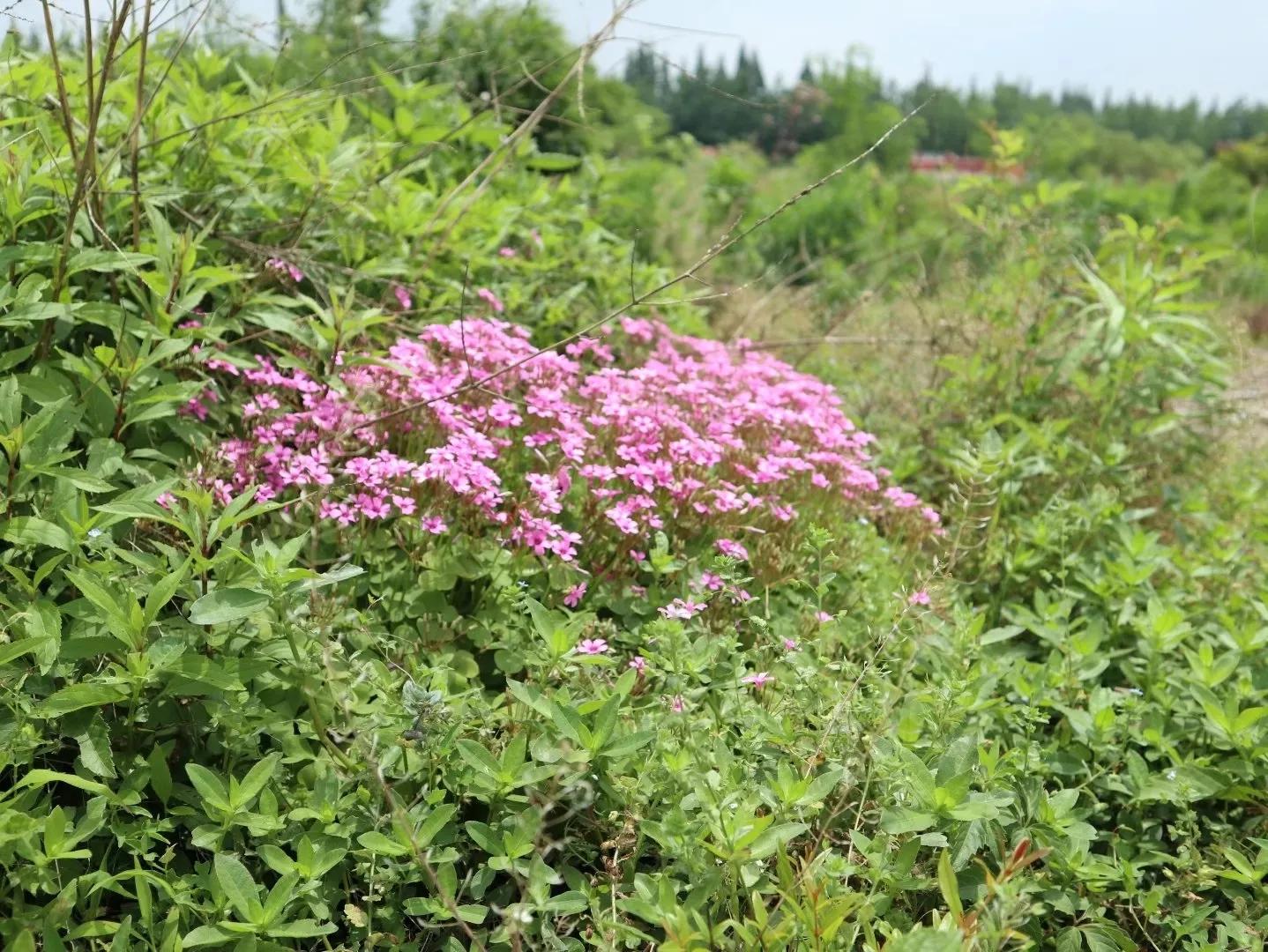 草木人间侯马,草木人间新世纪
