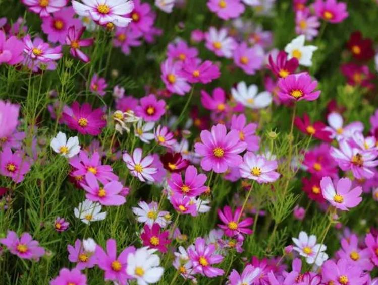 四季开花的草花有哪几种,南方冬季开花的草花播种