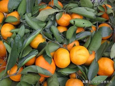 肝气郁结乳腺增生结节,甲状腺结节子宫肌瘤中药调理