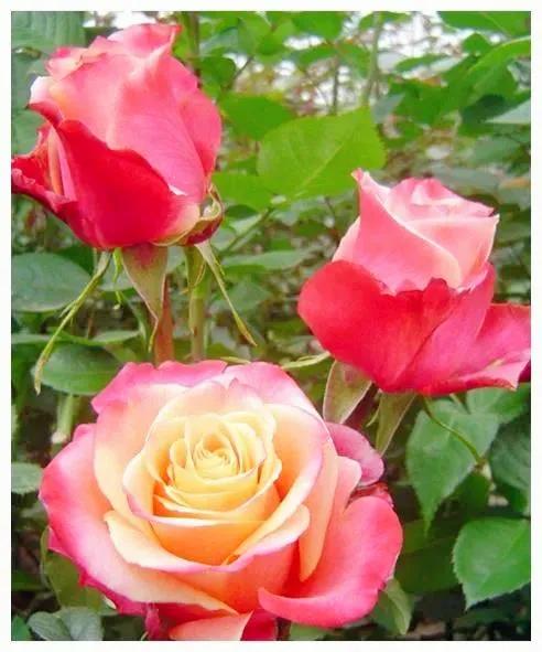 我爱月季花完整版,我爱月季花300字作文