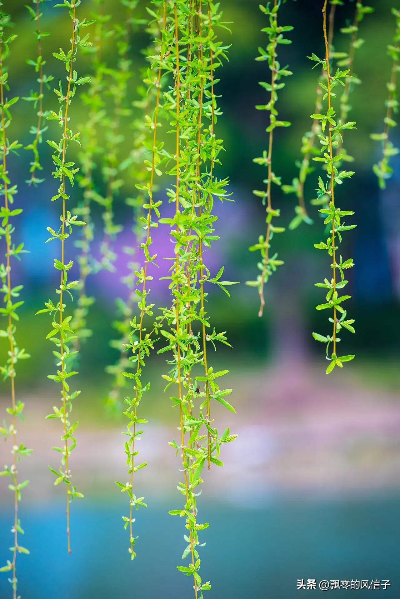 有关柳的诗句唐诗宋词,唐代诗人写的咏柳