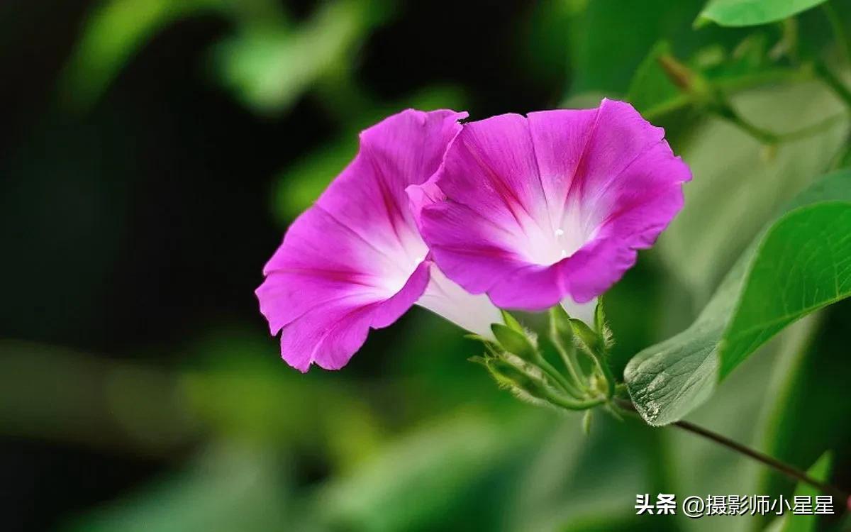 小小牵牛花鲜艳夺目,小小牵牛花教学