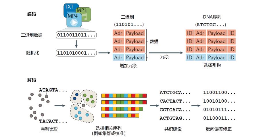 dna存储技术如何存数据,dna数据存储难题