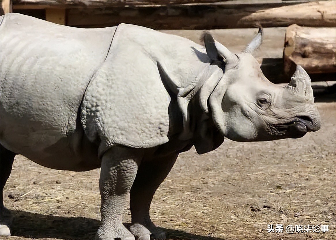 犀牛的进化史全过程,犀牛的进化史过程