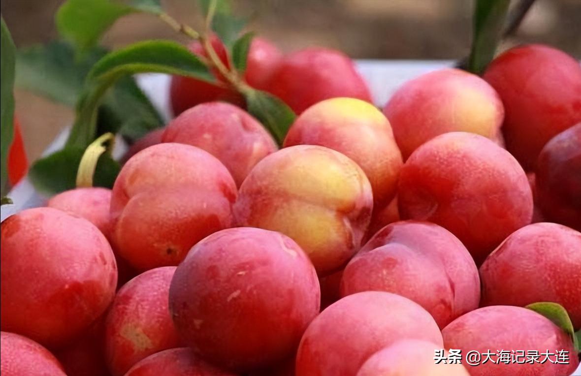 温泉旅顺老铁山,大连老铁山温泉攻略