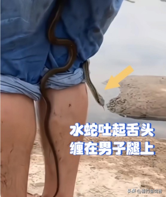 钓鱼防蛇最科学方法,资深野钓人的防蛇秘籍