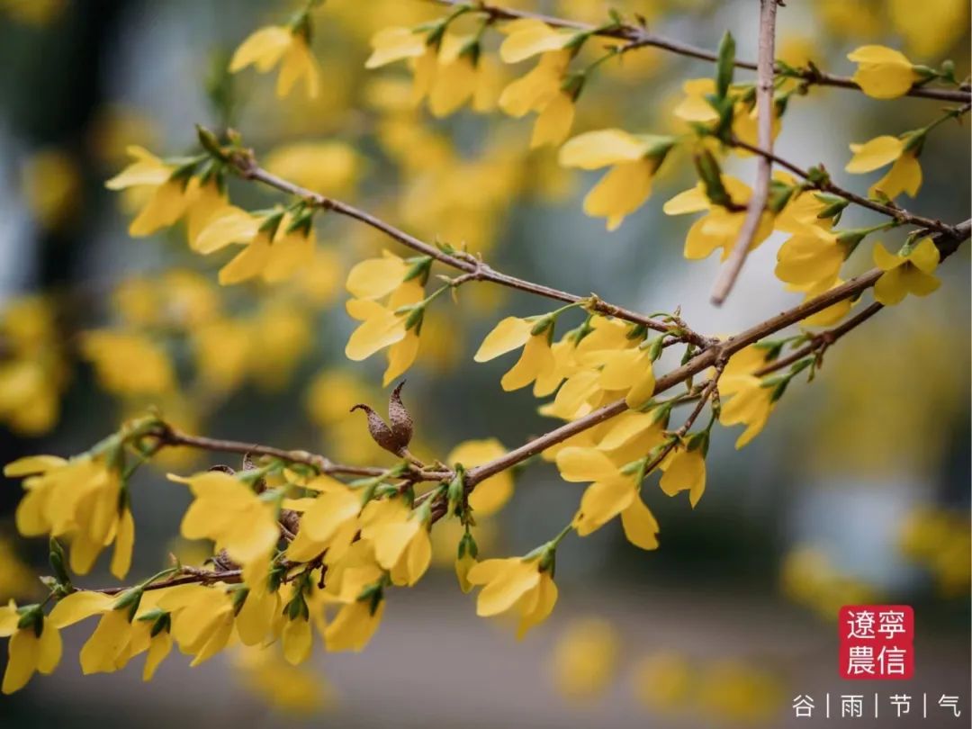 二十四节气之谷雨内容,二十四节气之谷雨的故事
