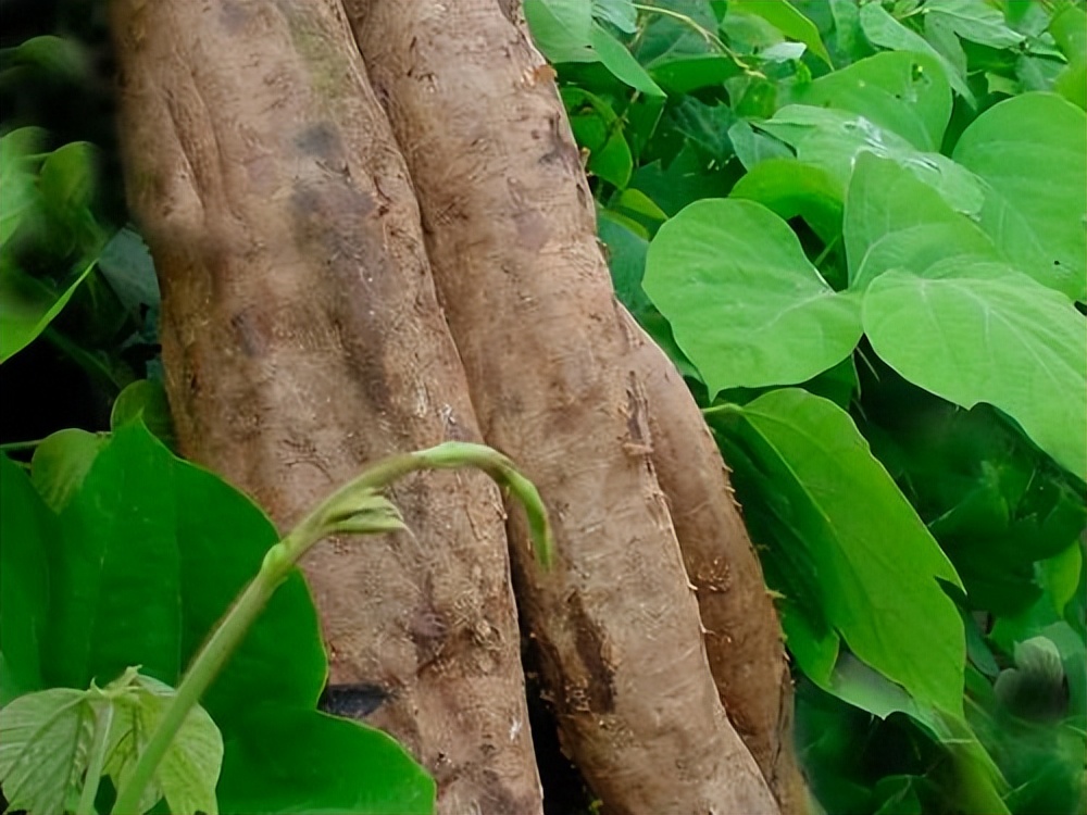 为什么葛根可以在美国泛滥,葛根泛滥