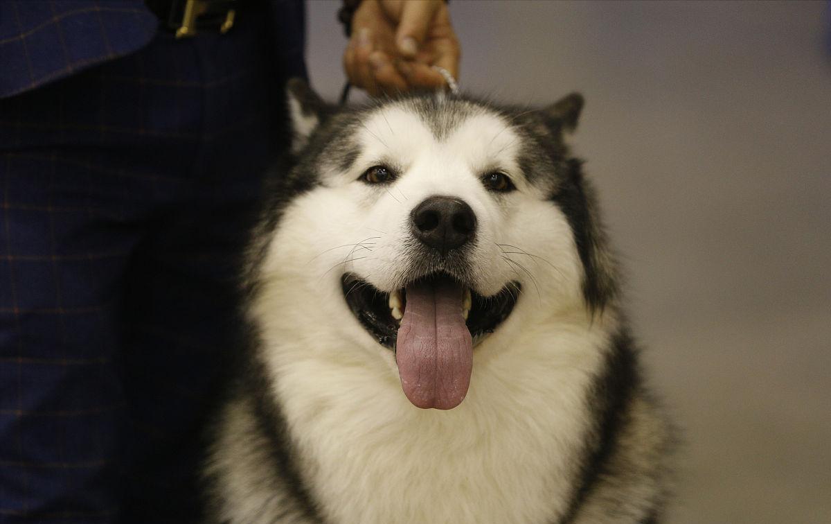 有哪些攻击性的犬可以养,建议懒人养的10种狗小型犬