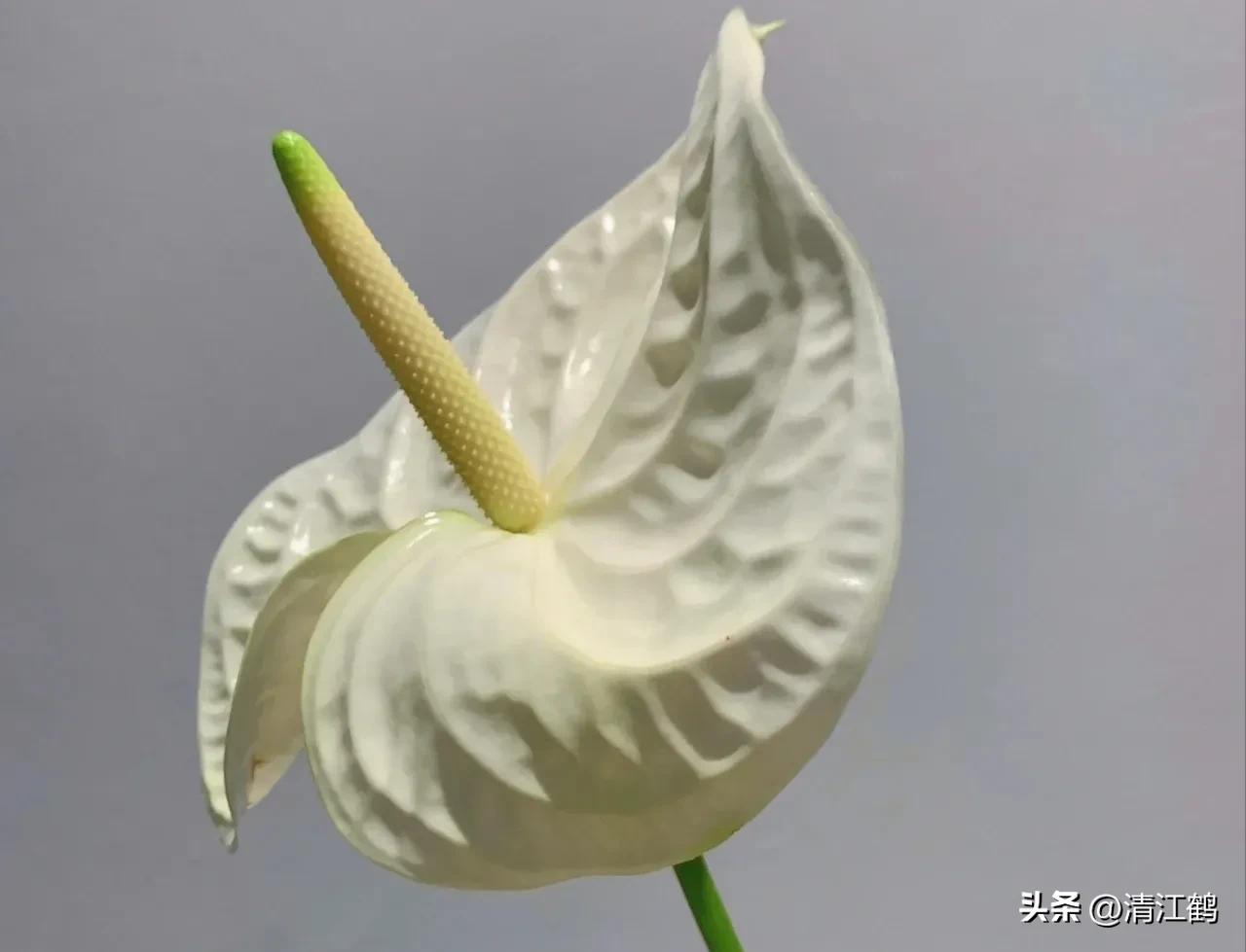 白鹤芋不开花别急着扔,“5步骤”矫正养护,叶子油绿花开不断