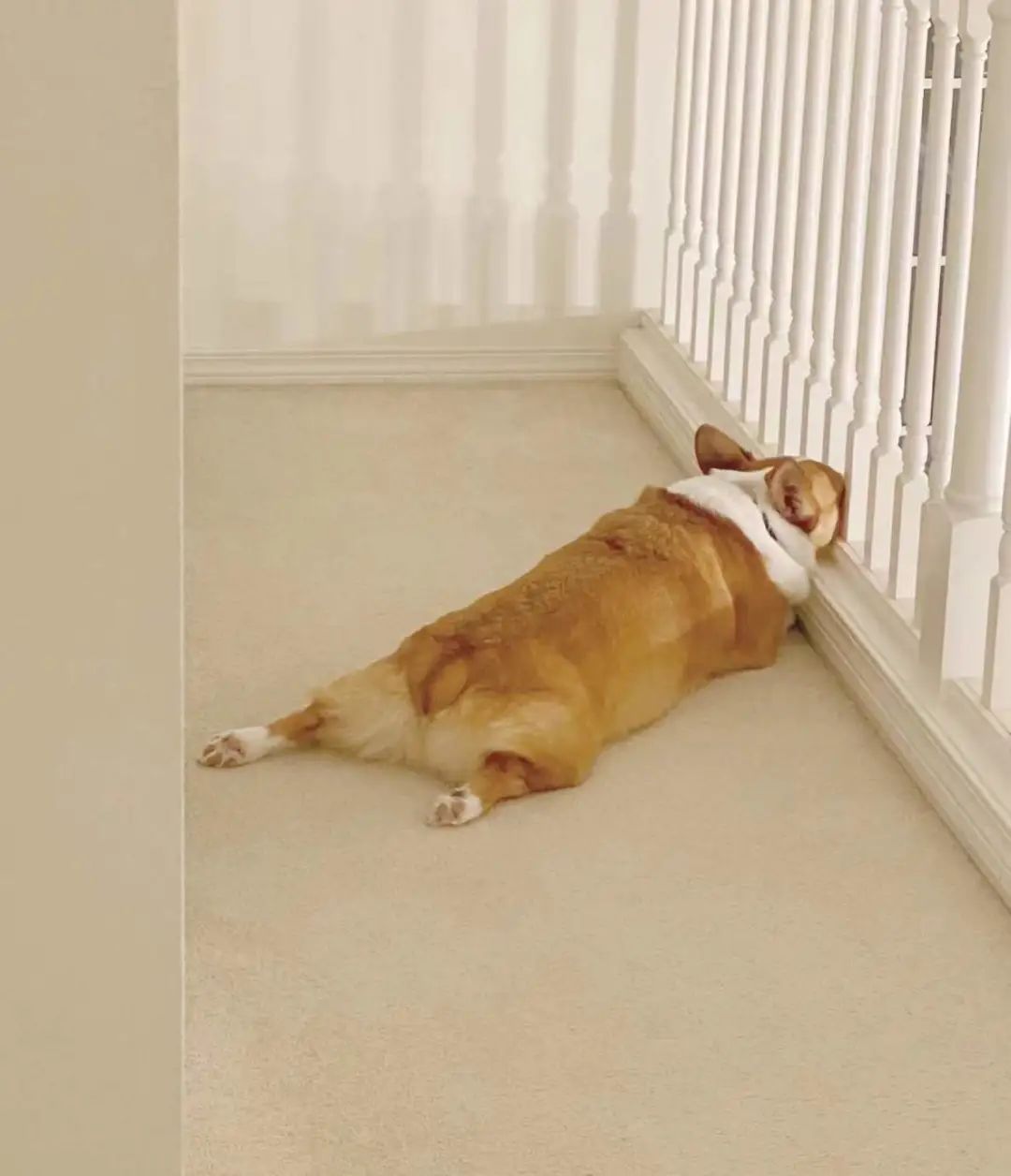 大厂员工带宠物上班,员工带宠物去上班好吗