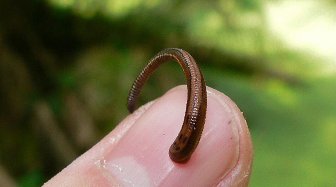 带娃出门游遇到蜱虫千万别乱拔,警惕这三种毒虫带娃出行必看