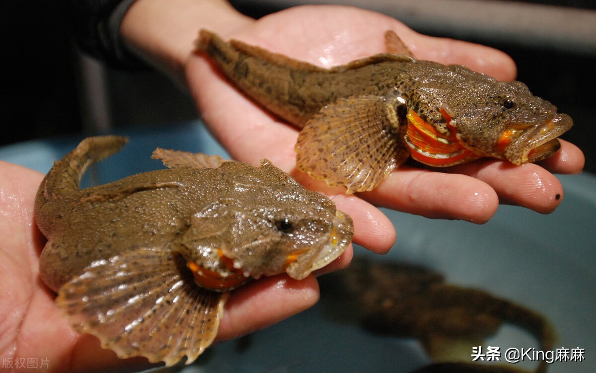 买鲈鱼买开背还是整条好,怎么挑选鲈鱼最好