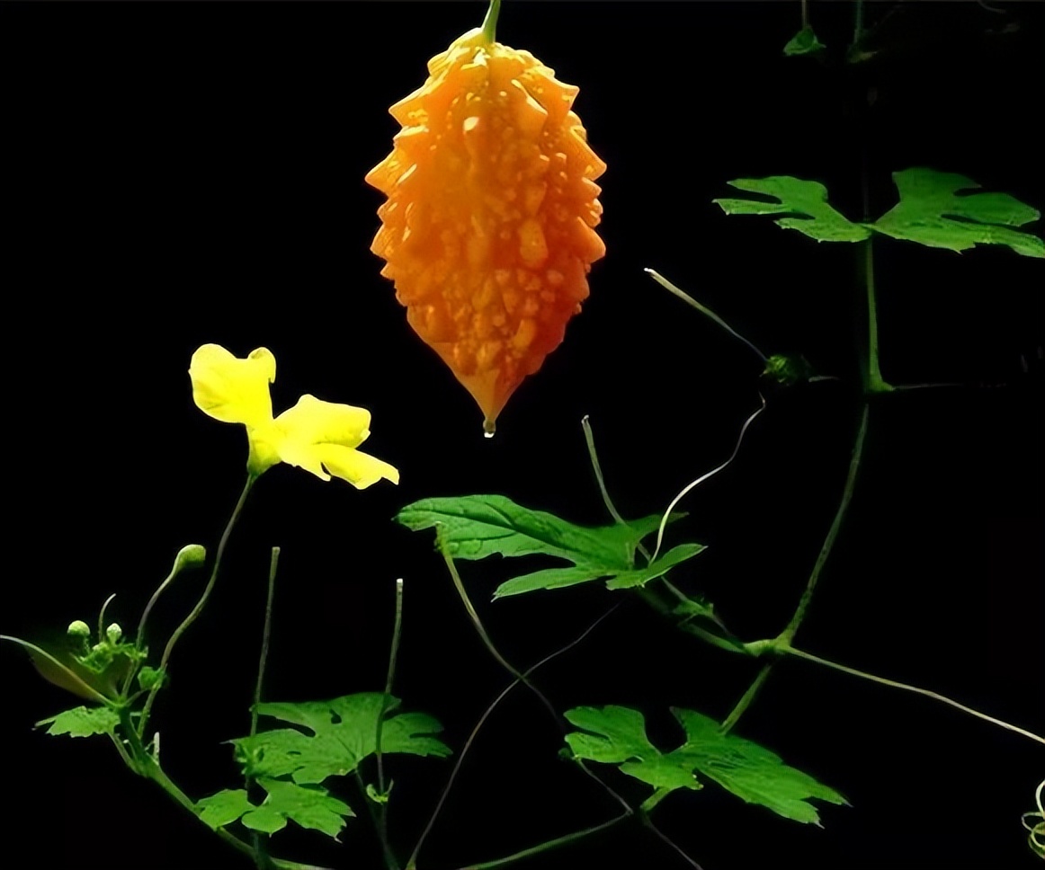 经常感觉嘴里苦,经常感到嘴里很难受