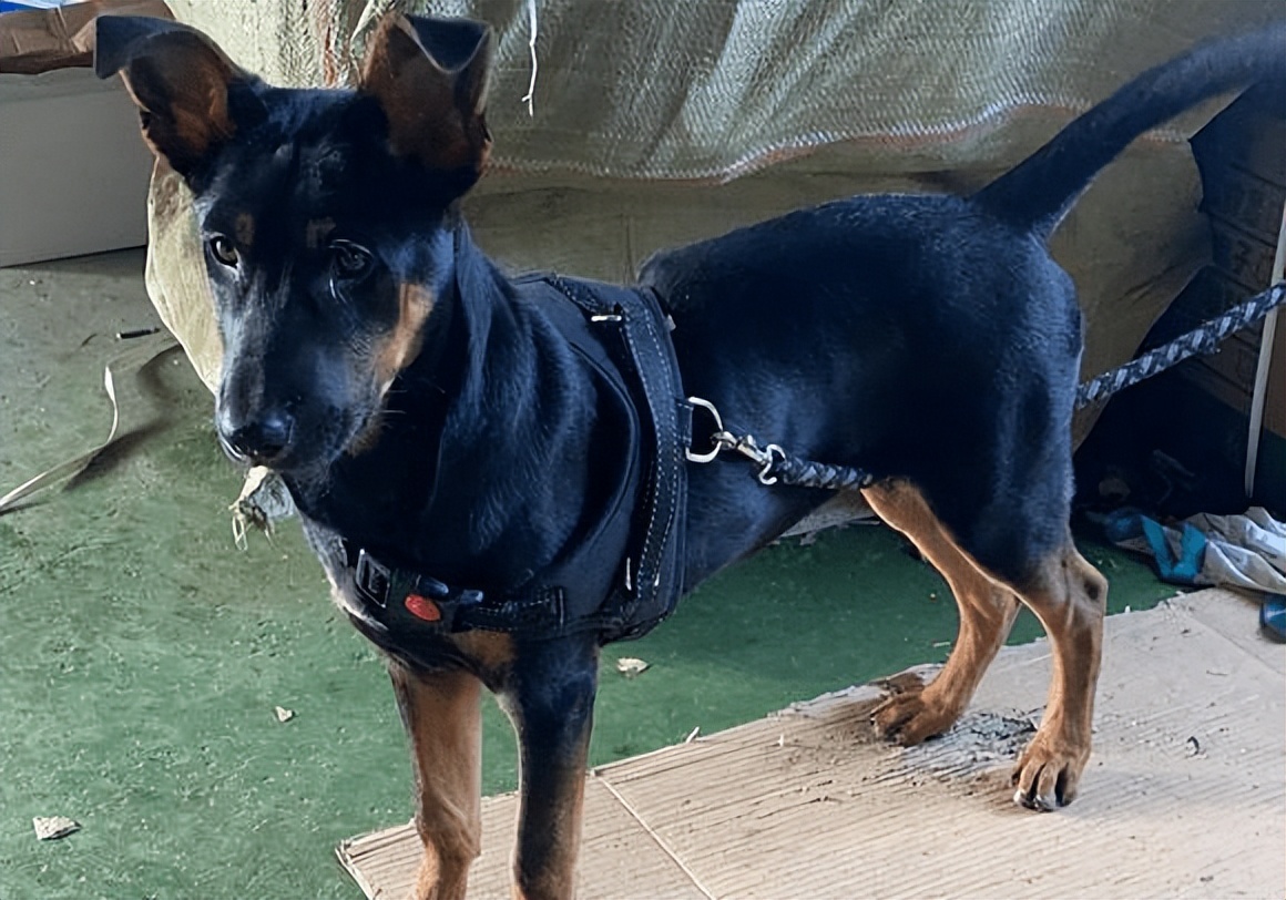 罗威纳认主有什么表现,罗威纳认主真实表现