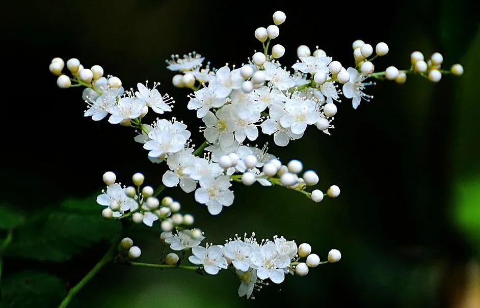 老桩珍珠梅,梅花珍珠梅