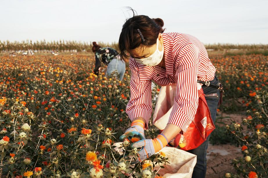 今年红花什么时候采摘,红花夏季最佳采摘时间