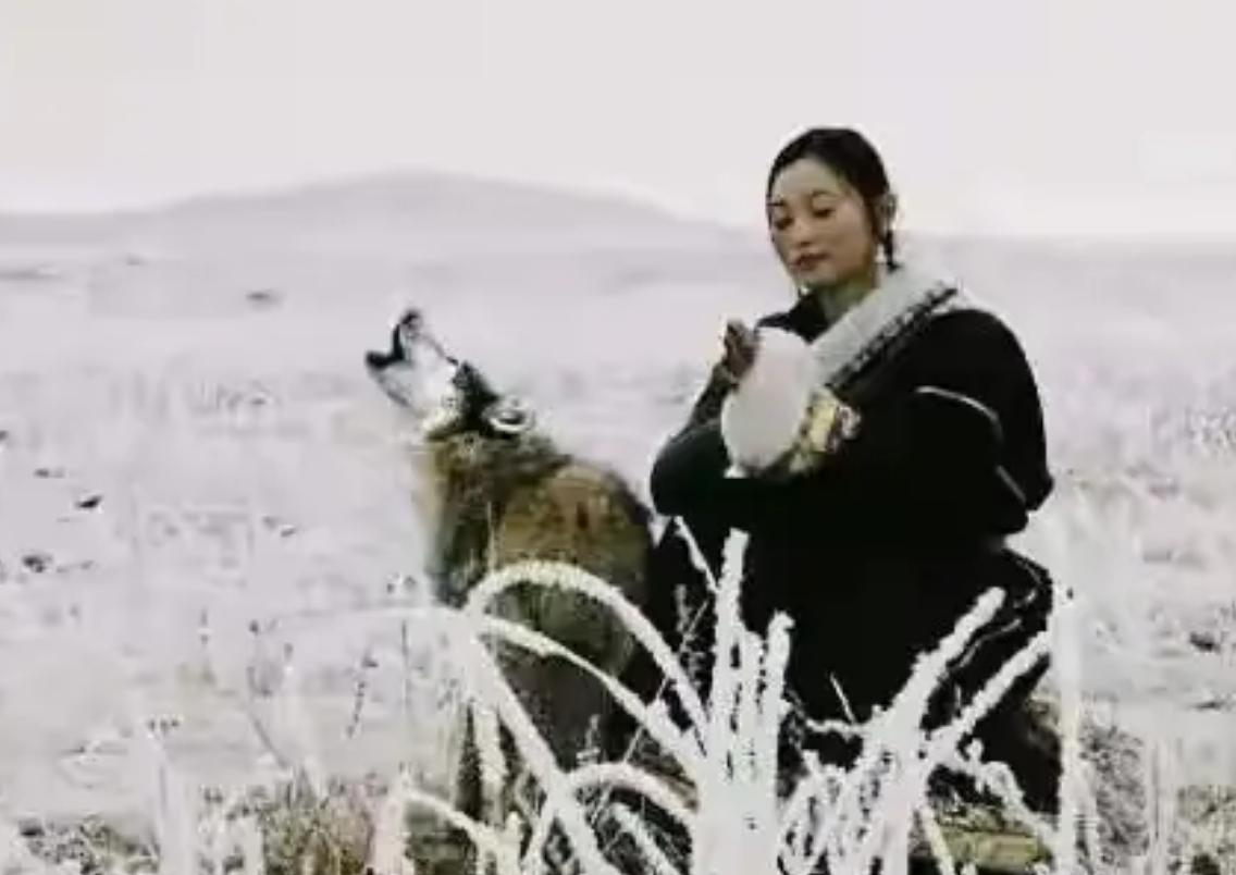 12年前把狼带回家当儿子,12年前成都女孩把狼儿带回家