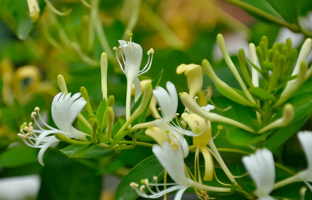 过去农村娃常挖来卖钱的6种植物，零花钱全靠它们，你认识几种