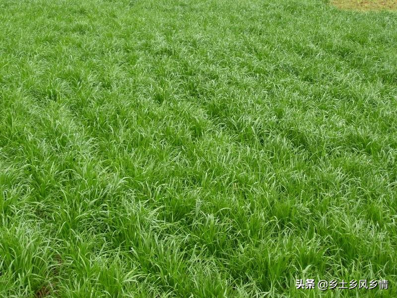 黑麦草草坪的优点和缺点,黑麦草护坡和多年生黑麦草一样吗