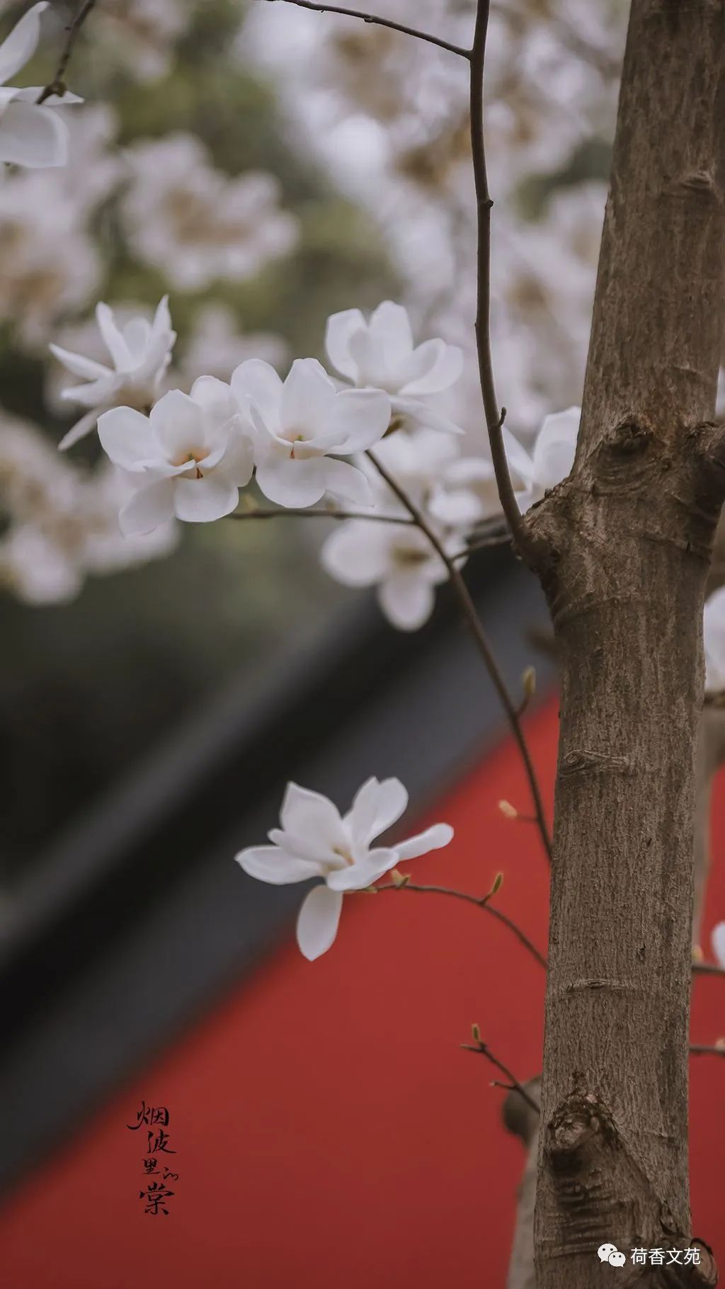 夏花灿烂,青梅煮酒,愿你淡看尘世沧桑,内心安然无恙