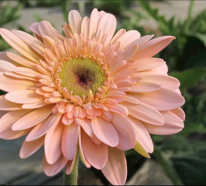 你的生日对应的是哪种生辰花,你的生日对应哪种花