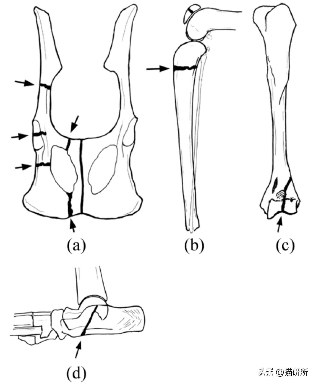 猫咪的腿瘸了可以用什么方法治疗,猫咪没有受伤但是瘸吃什么药