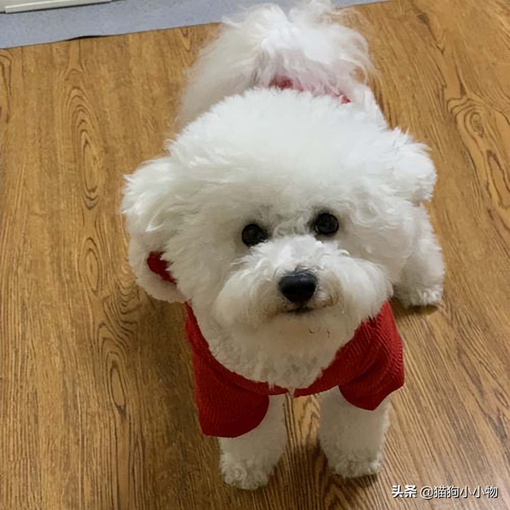 小比熊的睡姿代表什么,比熊睡觉什么姿势是正常的