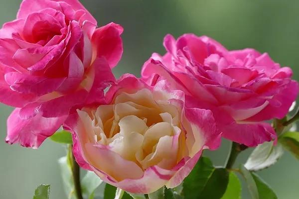 七彩炫光玫瑰花,七彩白玫瑰花