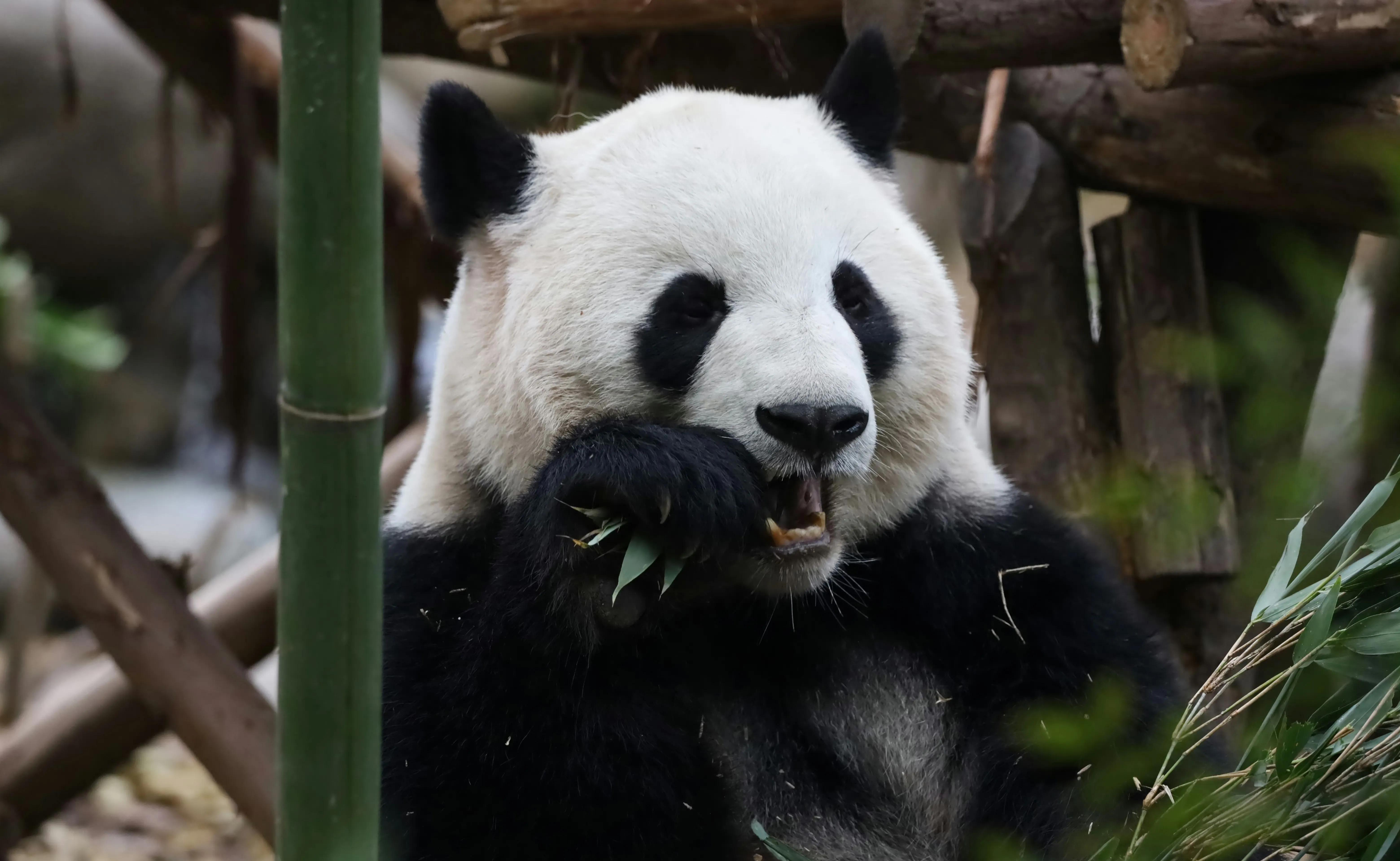 曾经的熊猫天团—爱疯六组合