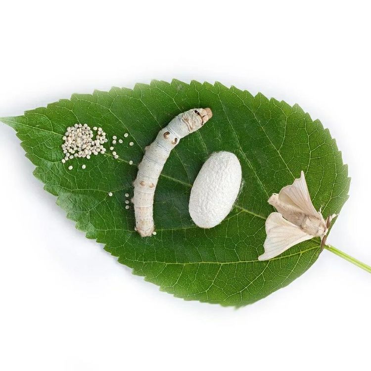 90后美女带娃客厅养七彩蚕，32天近距离观察吐丝结茧，发现新商机