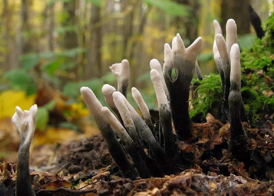 白蚁家族中的大熊猫,白蚁培育的黑色菌类