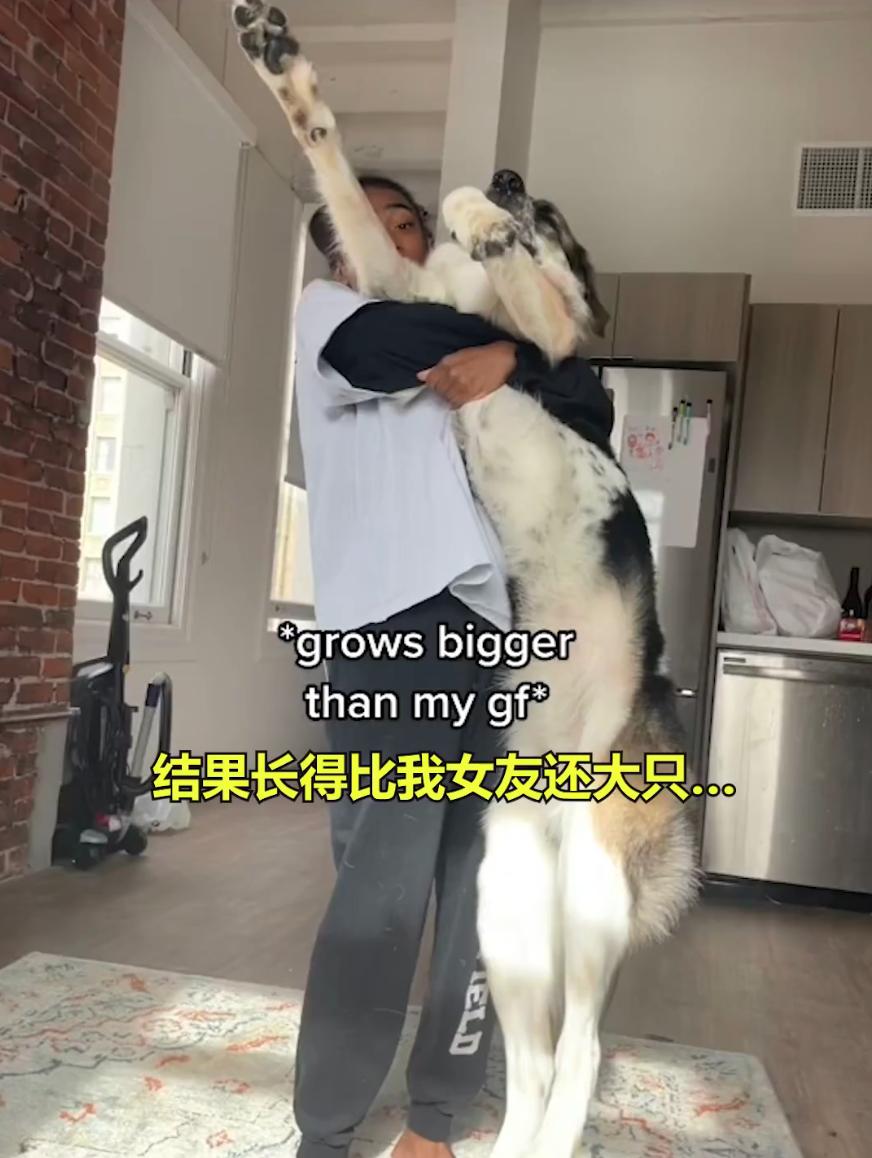 救助了小狗发现长大不简单,收养了一只小狗成长历程