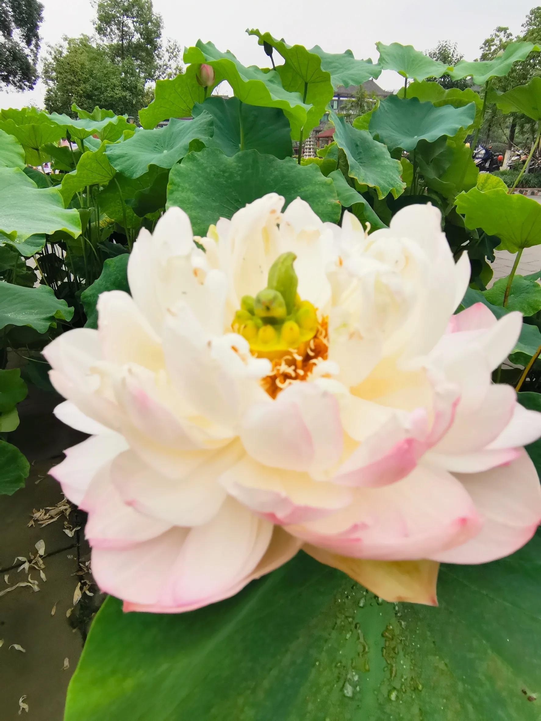 九月九重阳节烧香吗,九月九重阳节仙家