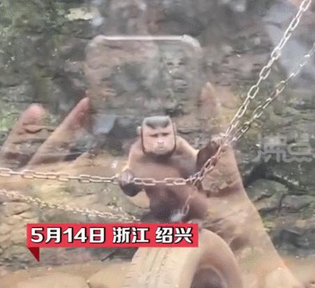 国字形脸的猴子,国字脸和络腮胡的猴子