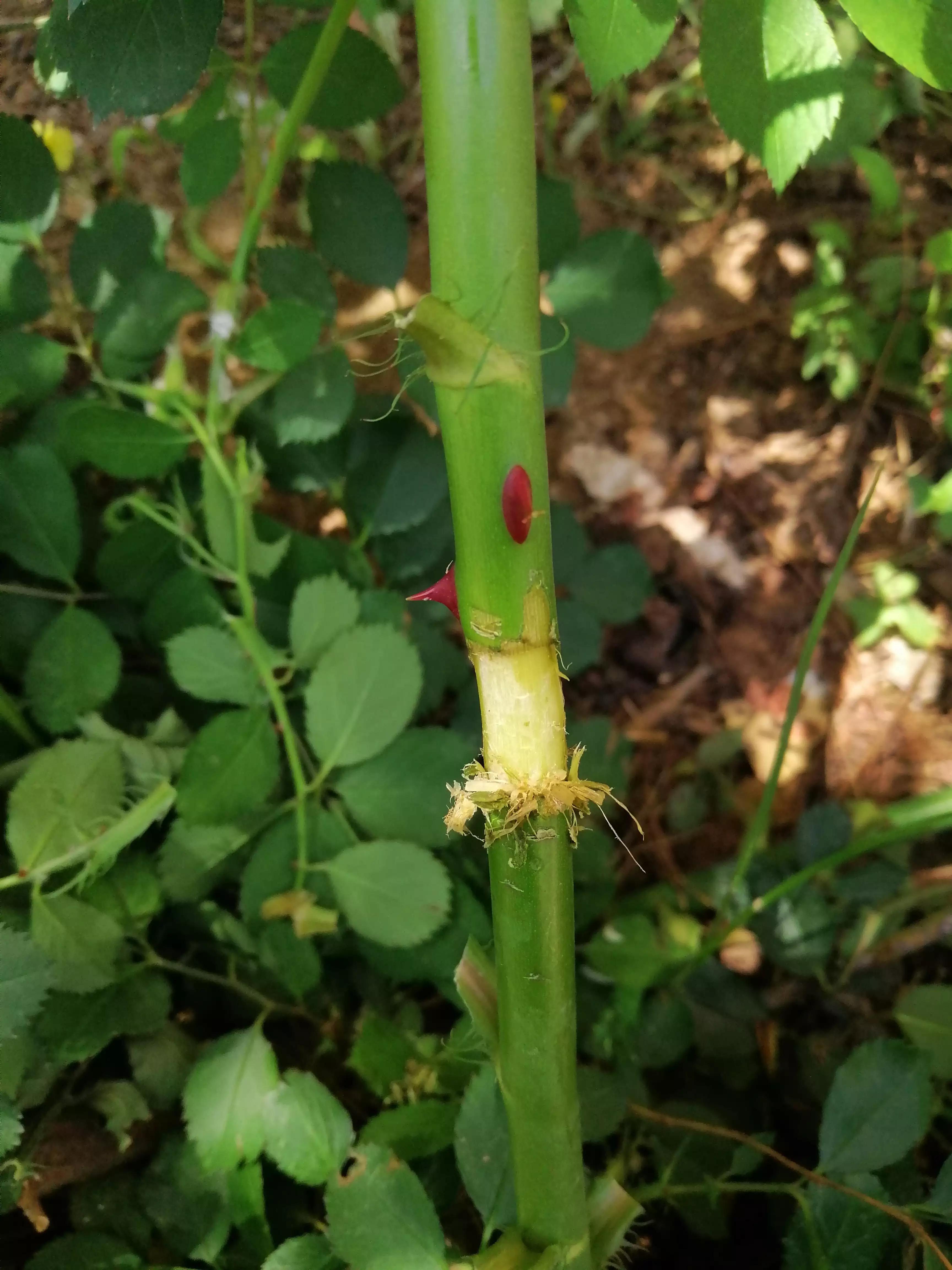 玫瑰花怎么压枝才容易成活,玫瑰花扦插方法最容易成活的