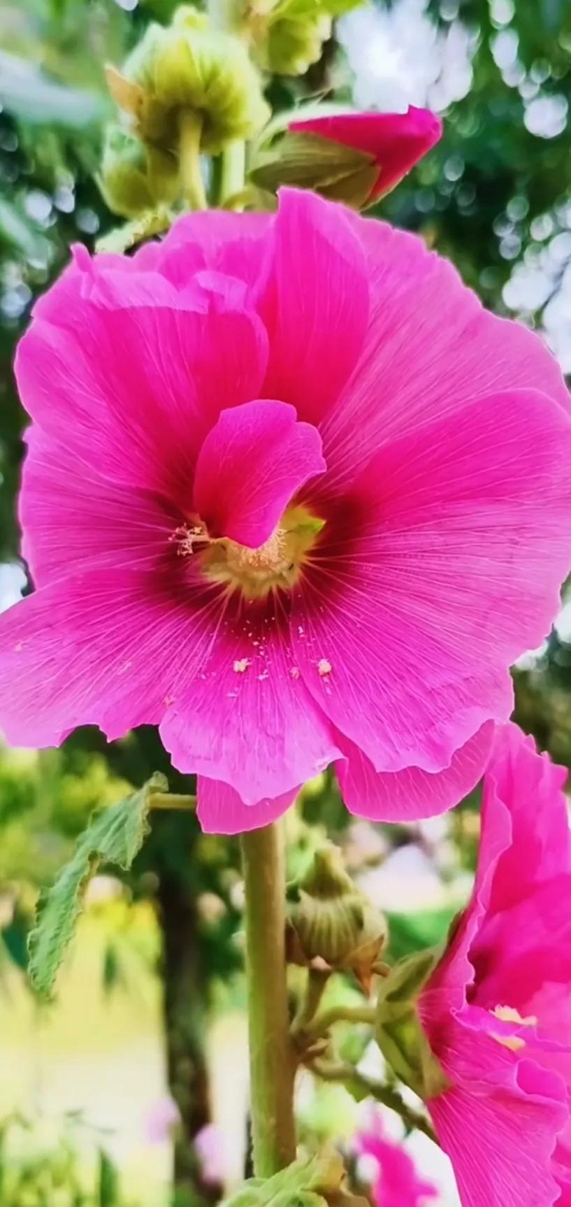 蜀葵花唯美大图片,世上最美的蜀葵花图片图文