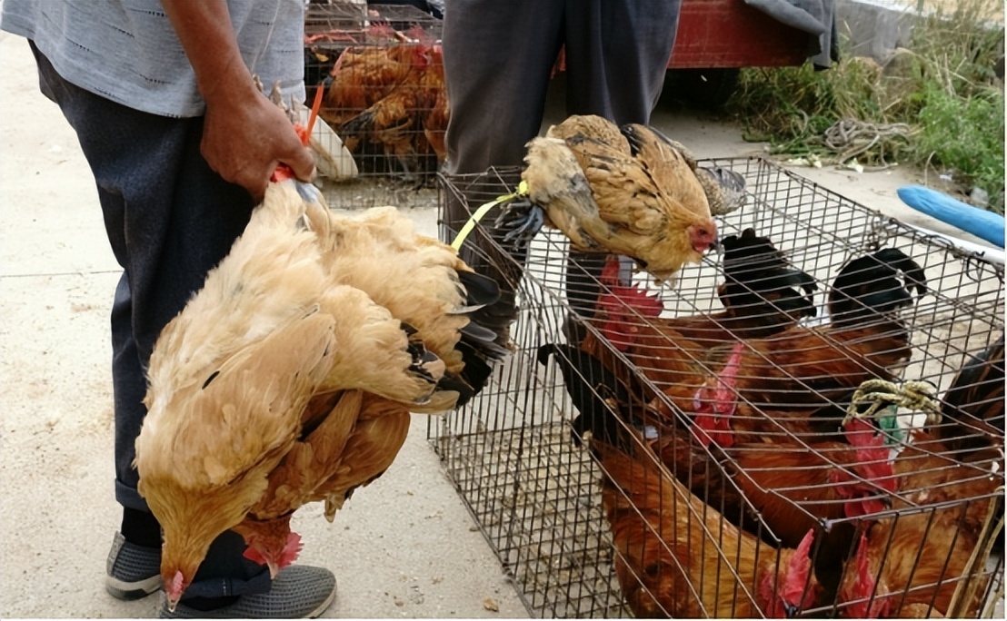 农村集市这三样东西不要买,农村集市可见的5种骗局