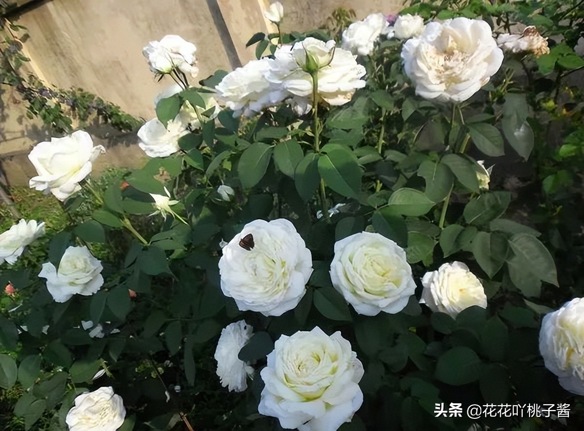 月季花纯香水,月季香水推荐