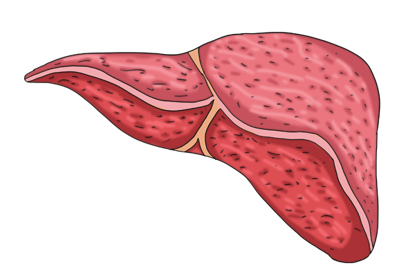 肝脏受损的身体有什么症状,肝脏受损身体会出现什么信号