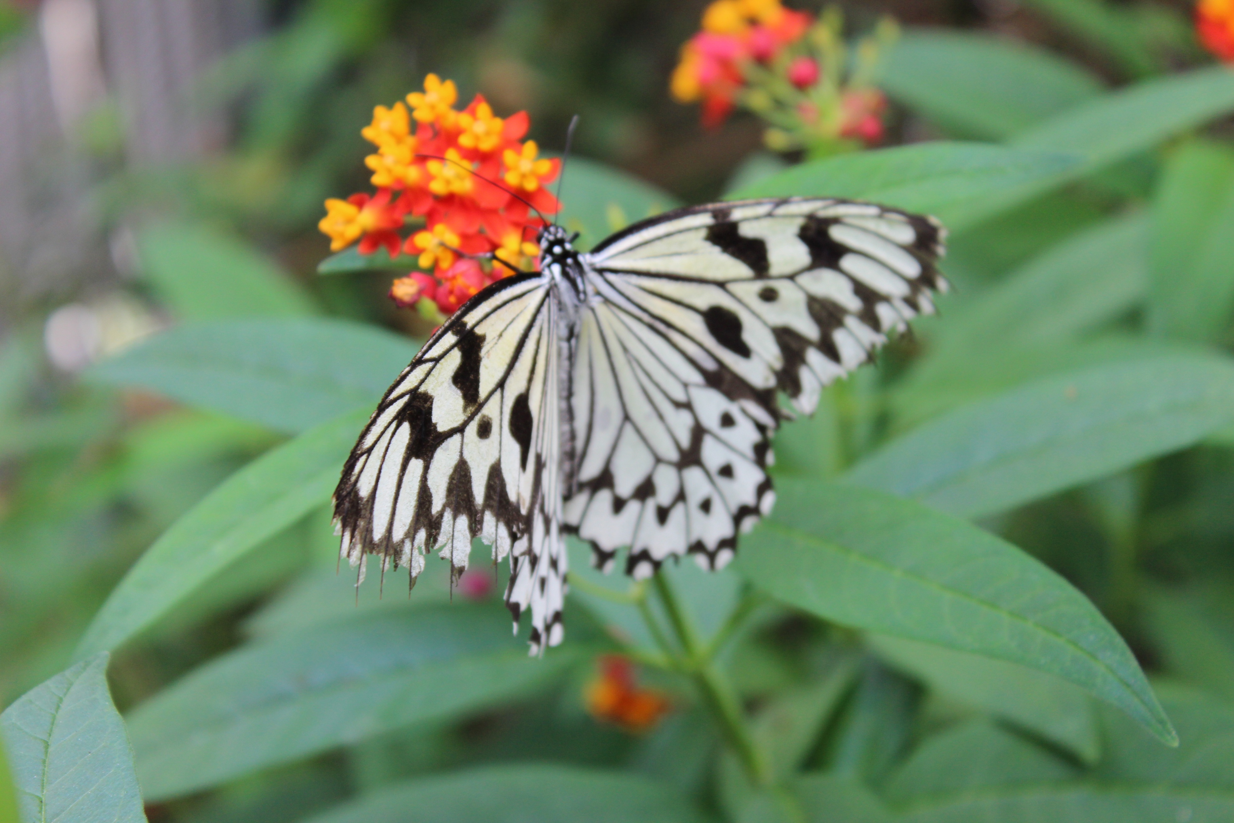 台湾行之垦丁南湾沙滩,台湾行