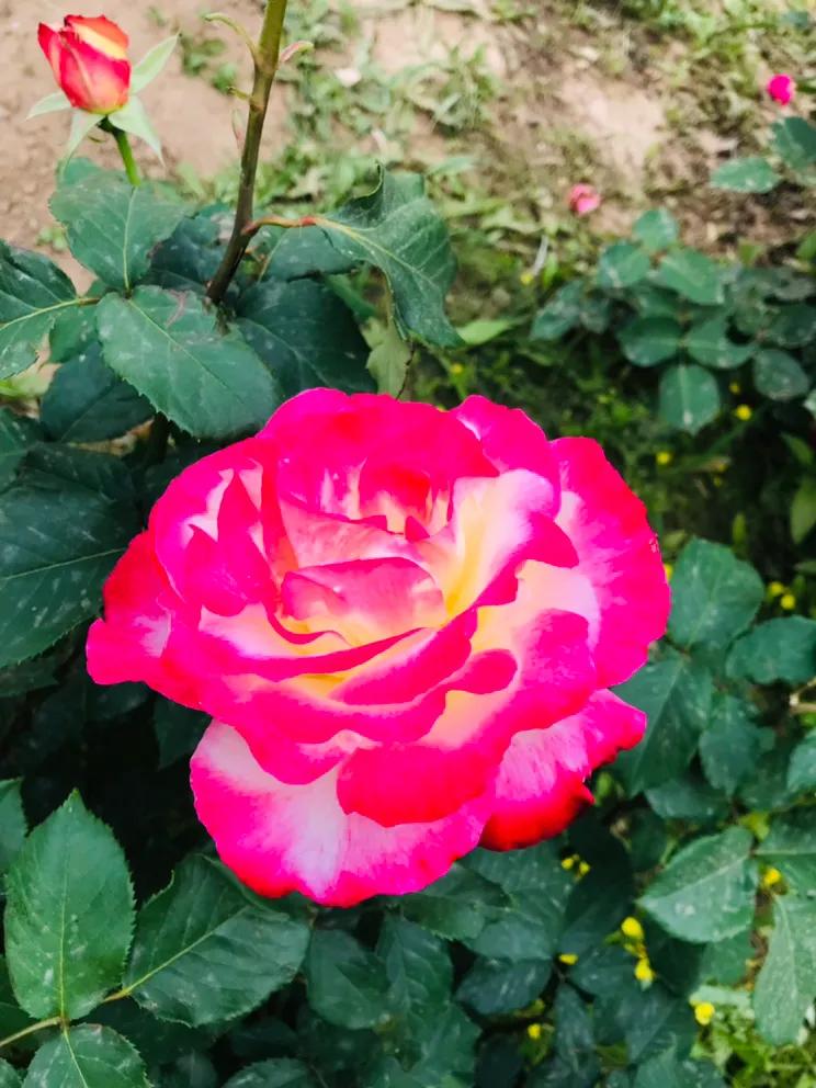 家为何会伤人解读人性,为何家会伤人深度解析