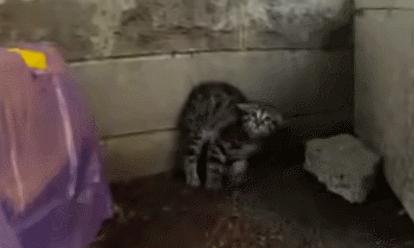 如何给猫猫做品种认证,如何通过科学实验提升猫的智商