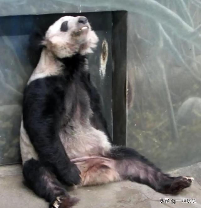 旅居美国的熊猫丫丫,旅美熊猫艰辛的回国之路