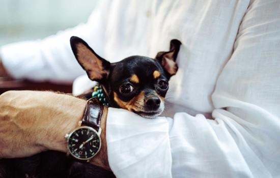 狗狗牙齿被撞松动了怎么办,狗狗牙齿松动牙结石严重怎么办