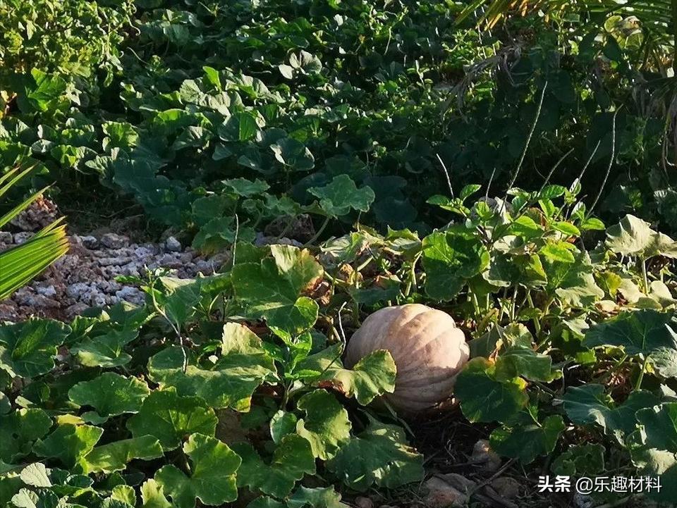 三大变化,西沙竟有这么漂亮的渔村,赵述岛这“翻身仗”打得漂亮