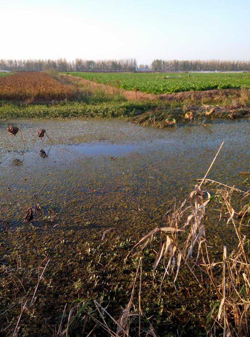 初春野钓鲫鱼最好的草洞钓法,草洞野钓鲫鱼技巧及方法