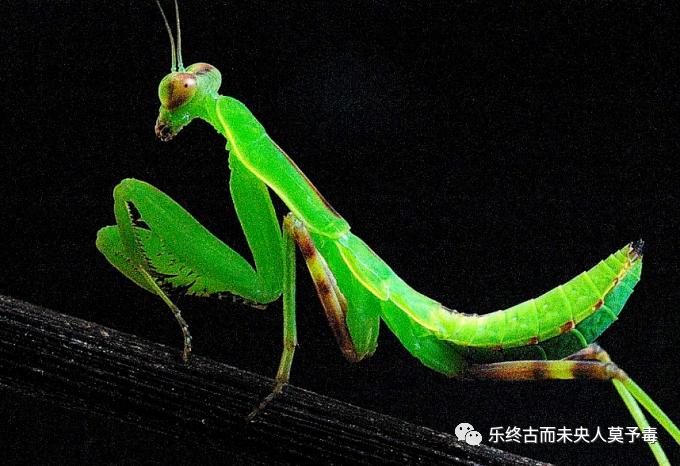 螳螂捕蝉文言文吴王欲伐荆翻译,螳螂捕蝉文言文五年级