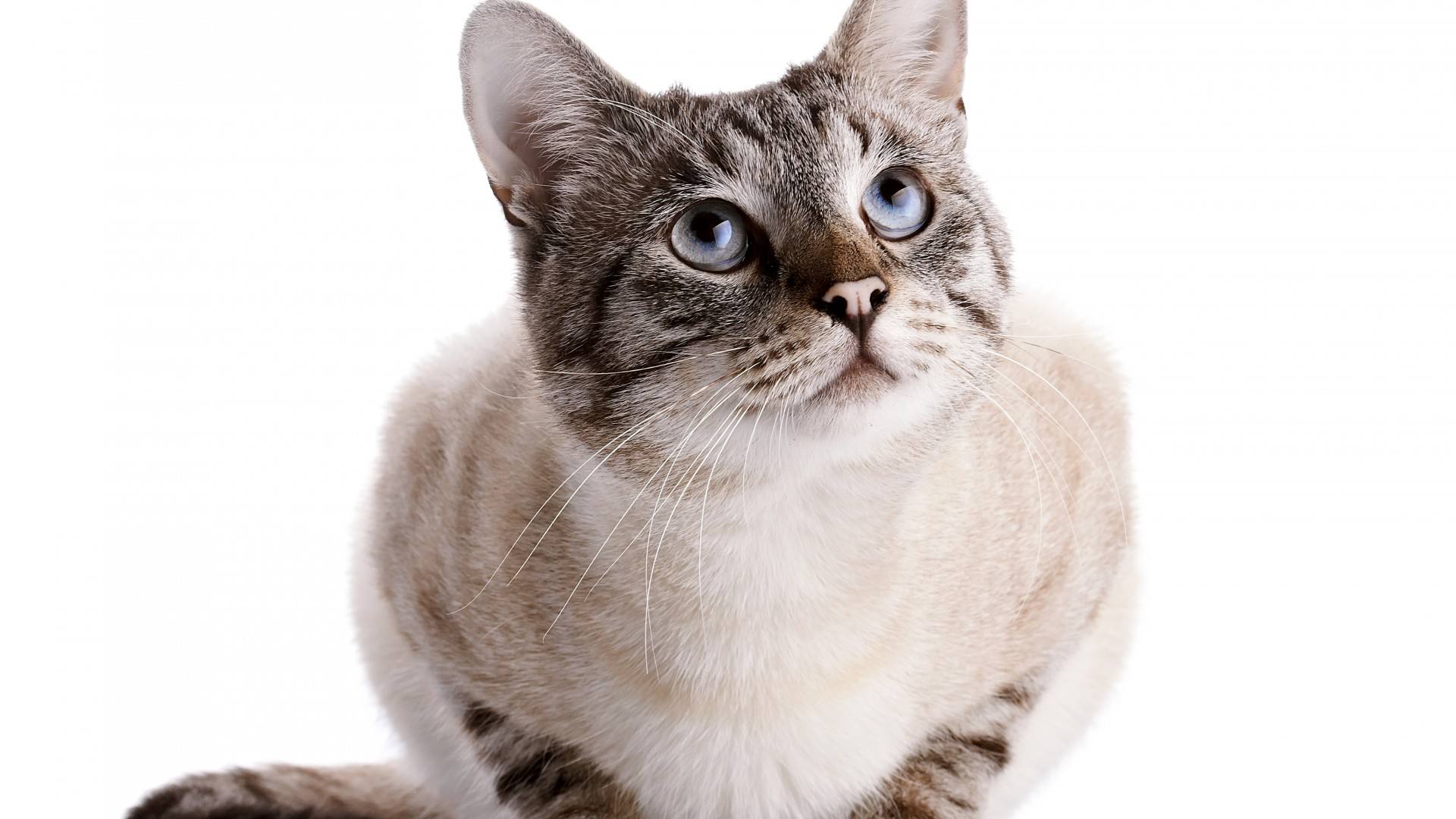 猫咪肉垫干裂出血怎么办,猫咪肉垫干裂严重涂什么